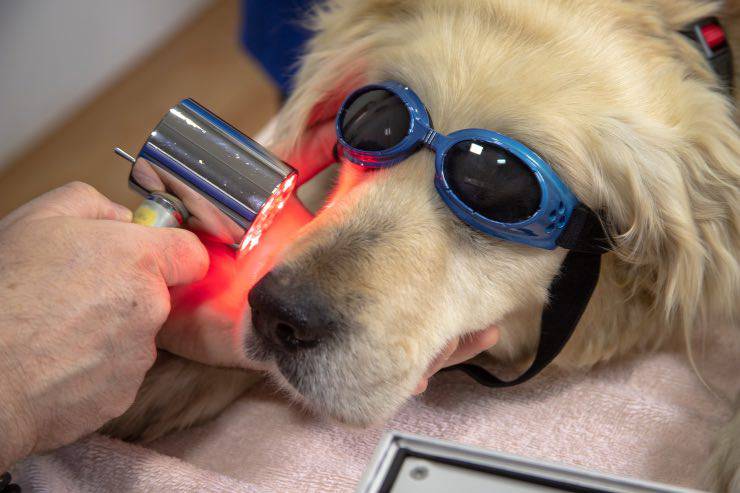 Cane con infezione sulla cute