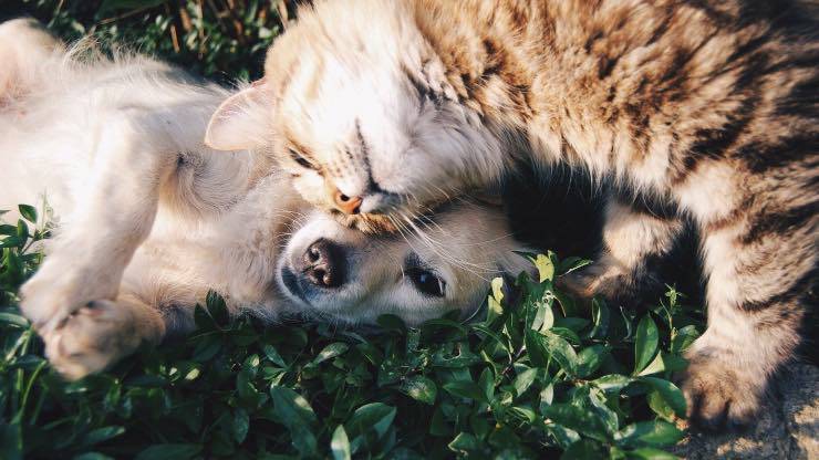 Vitamina C per cani e gatti nella dieta vitamina C per cani e gatti