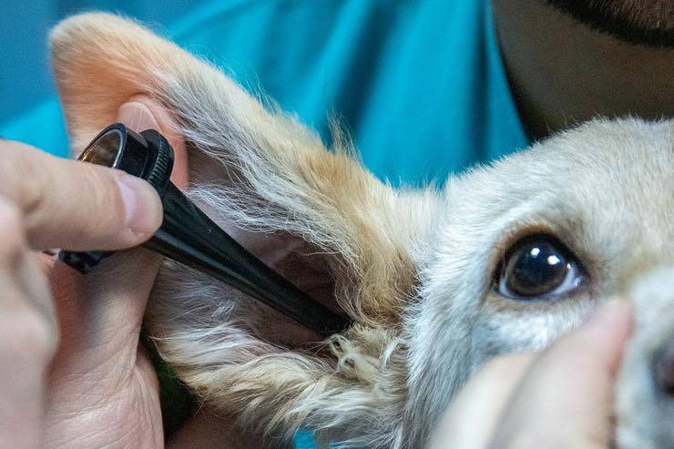 Infezione all'orecchio del cane