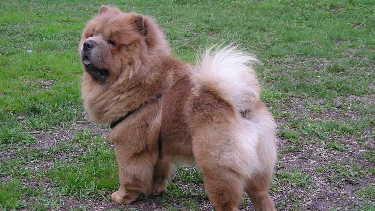 Malattie occhi Chow Chow Malattie all'occhio Chow Chow
