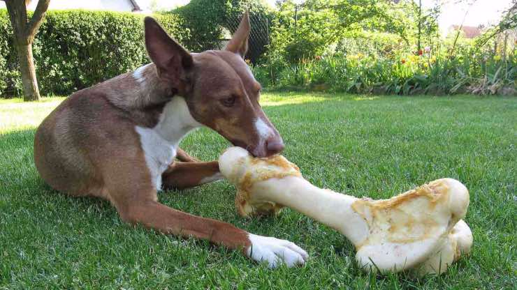 Cane con osso sul prato Cane con osso