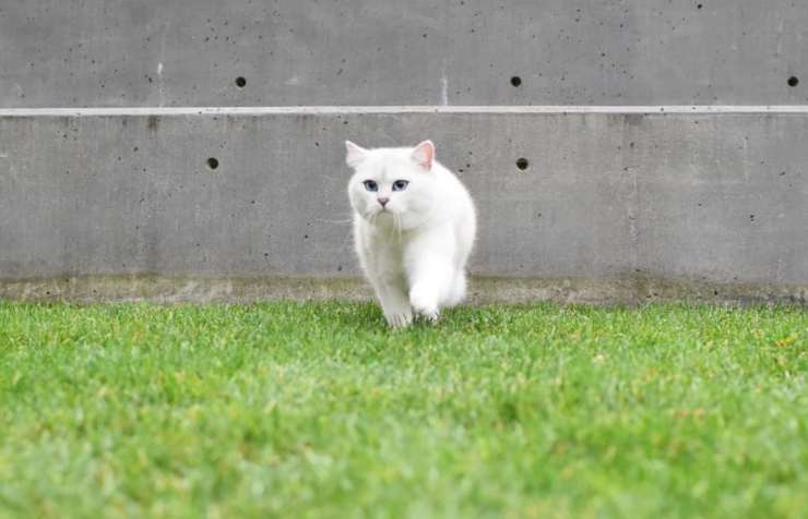 Coby corre 