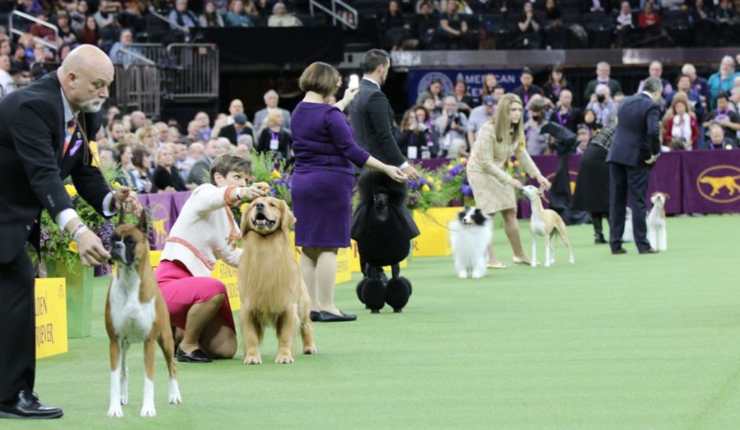 Siba vince il concorso cane più bello 2020 concorso cane più bello 2020