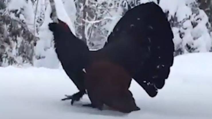 Gallo Cedrone Neve Video