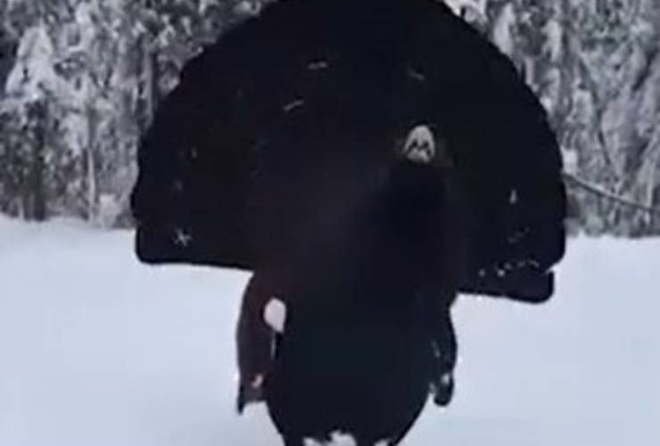 Gallo Cedrone Neve Video