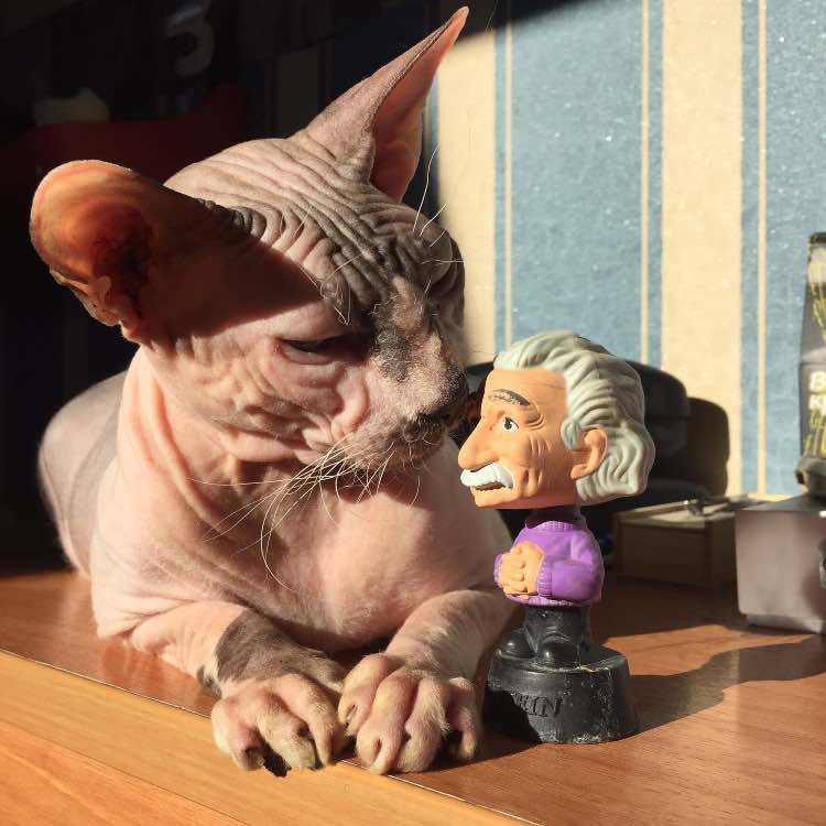 Tipi di mantello nel gatto Colorazione del gatto