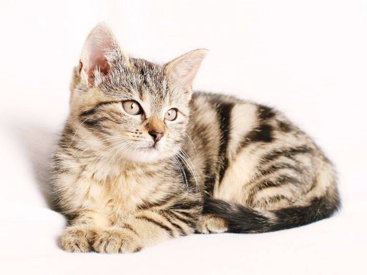 Tipi di mantello felino Colorazione del pelo nel gatto