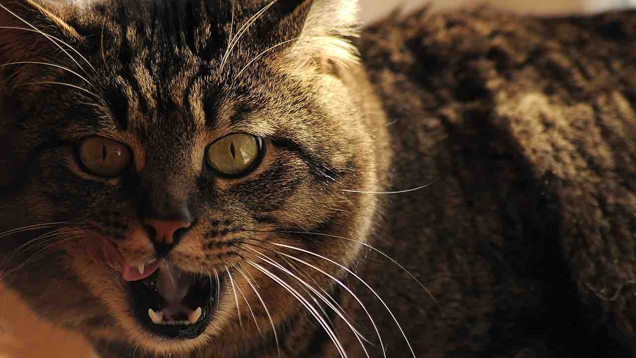 Gatto lingua Gatto lingua