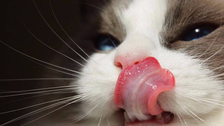 Perché il gatto si lecca i baffi Perché il gatto si lecca i baffi?