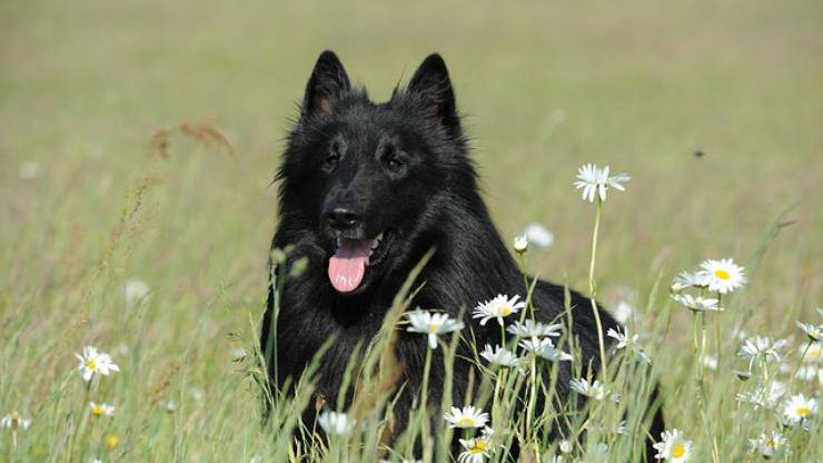 Groenendael