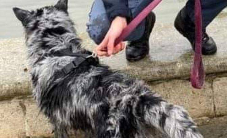 Cane Canale Bambino Polizia