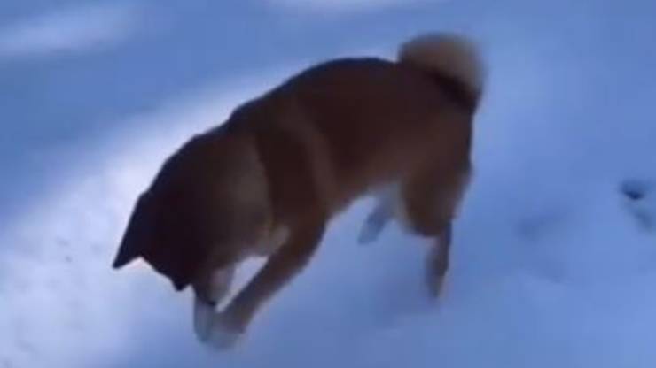 Cucciolo Shiba Inu Neve Impronte Video