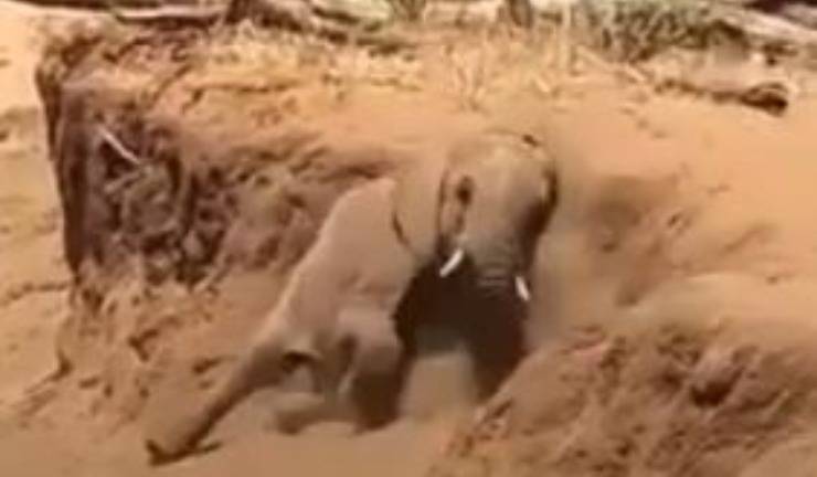 Mamma Cucciolo Elefante Video