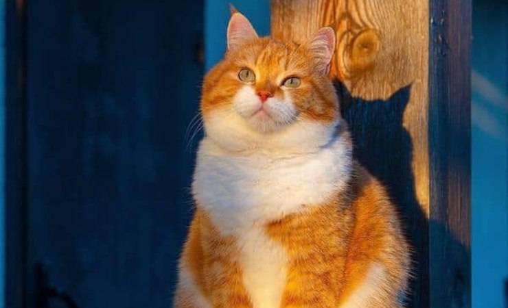 Gatto Ginger Neve