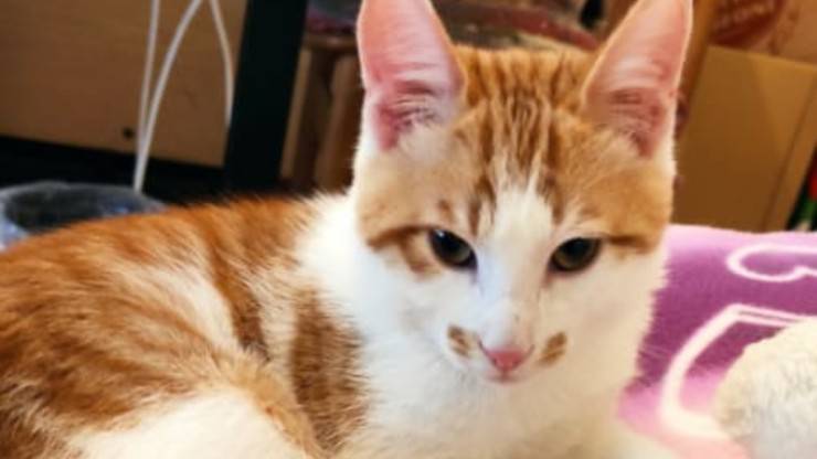 Gatto Leo