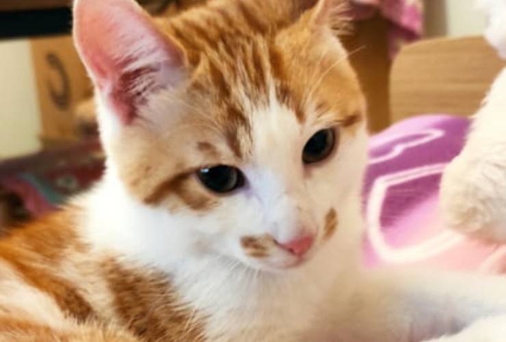 Gatto Leo