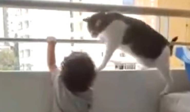 Gatto Bambino Balcone Video