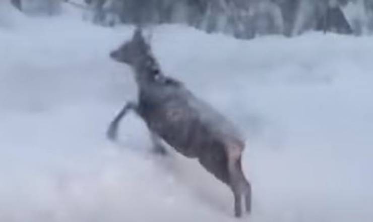 Cervo Neve Bufera Video
