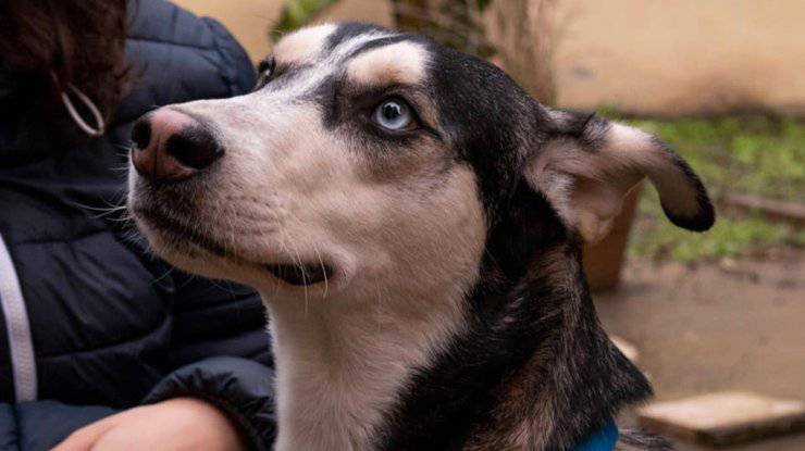 Cane Kin Cerca Casa