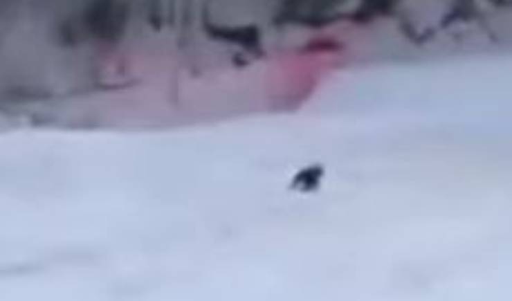 Sciatore Orso Video