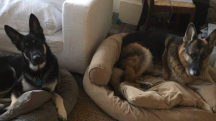 Cani Biden Diretta Zoom