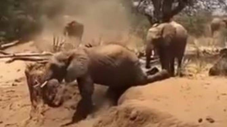 Mamma Cucciolo Elefante Video