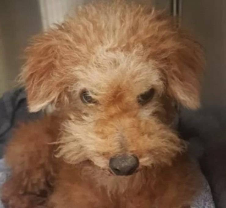 cane strada tre anni amica