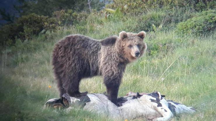 Orso M49 Ricorso
