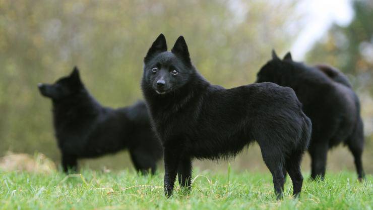 Schipperke