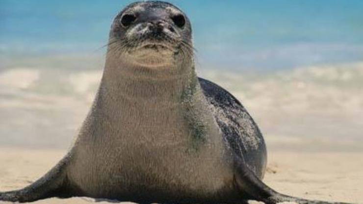 Avvistamento Foca Monaca Salento