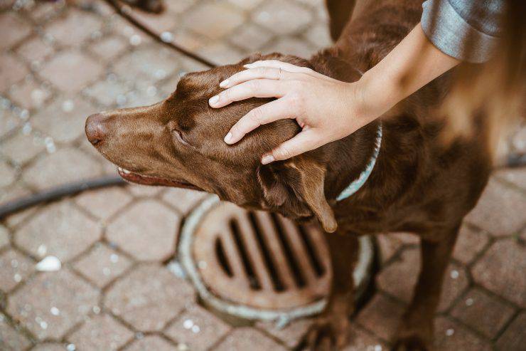 accarezzare cane sulla testa