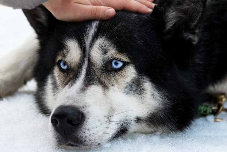 accarezzare cane timido