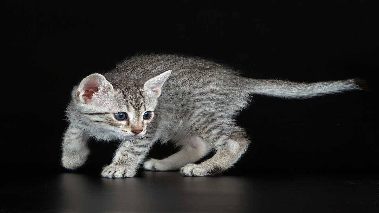 razze gatti paurose