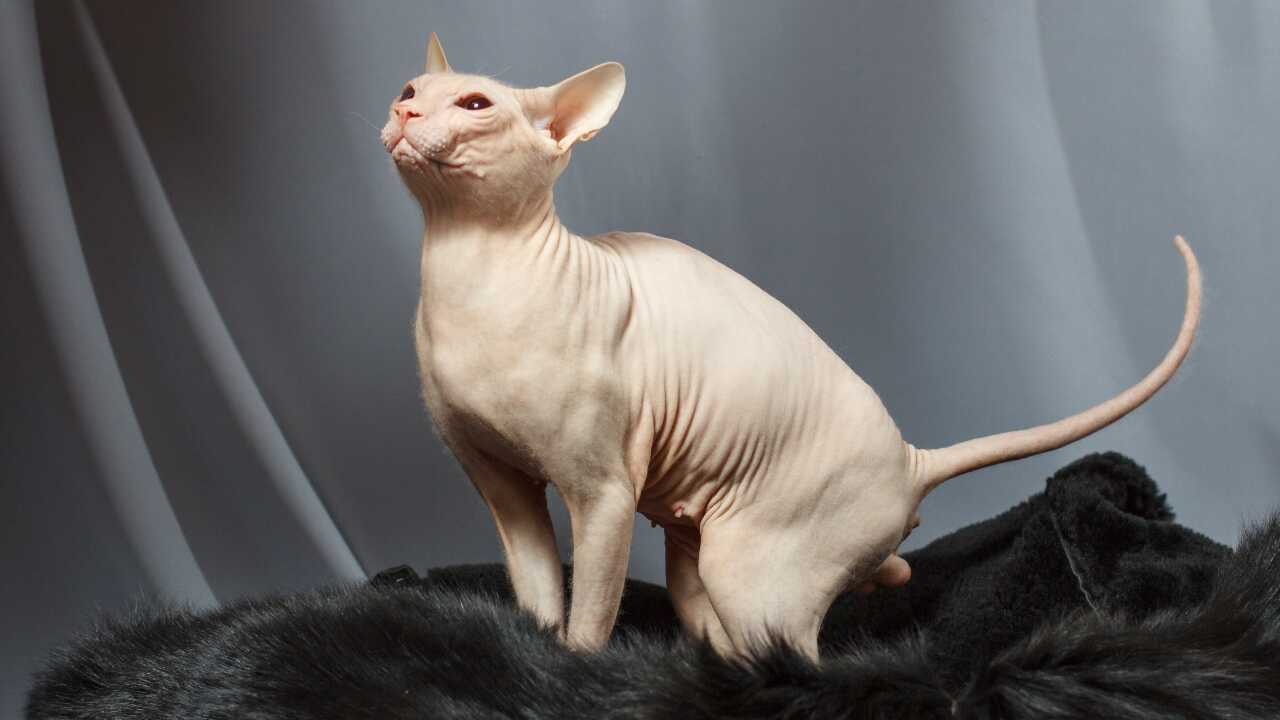cura sphynx