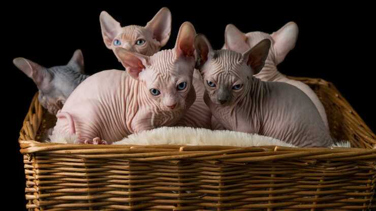 curiosità sphynx