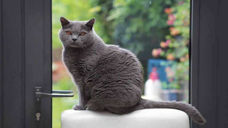 certosino razze gatti francesi