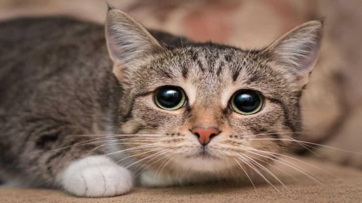 come calmare gatto quando è nervoso