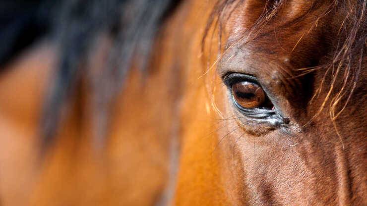 Cavallo depresso cavallo
