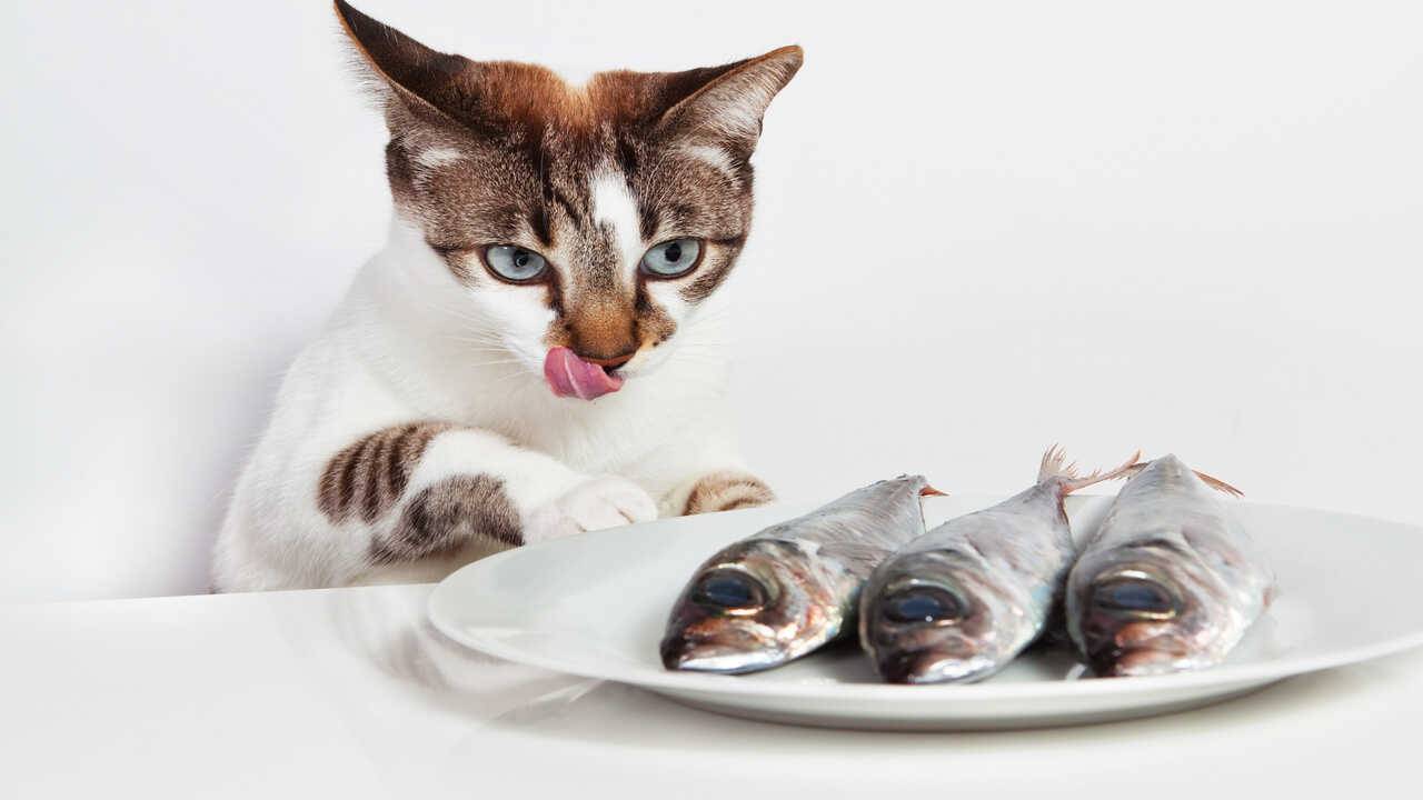 gatto pesce pesciolini essiccati gatto ricetta
