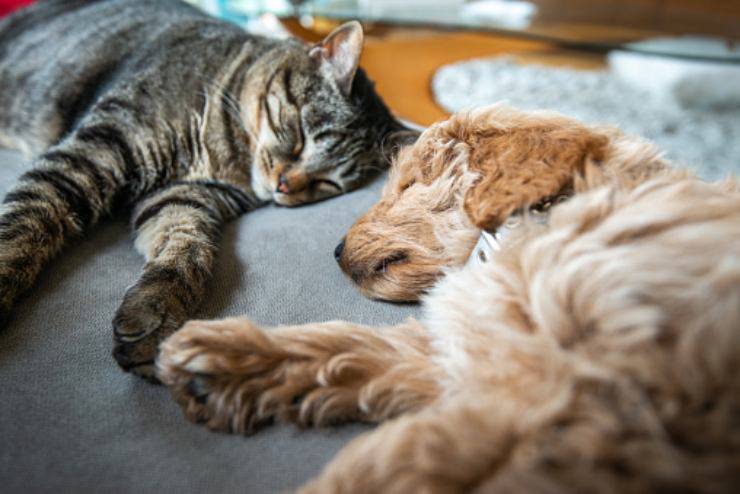 gattino guida amico cane cieco