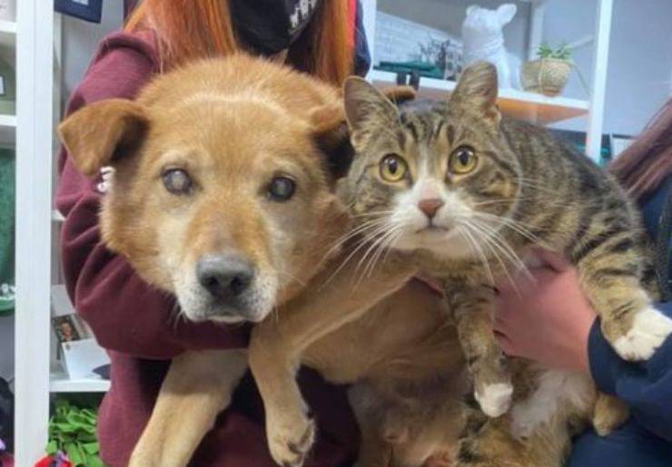 gattino guida amico cane cieco