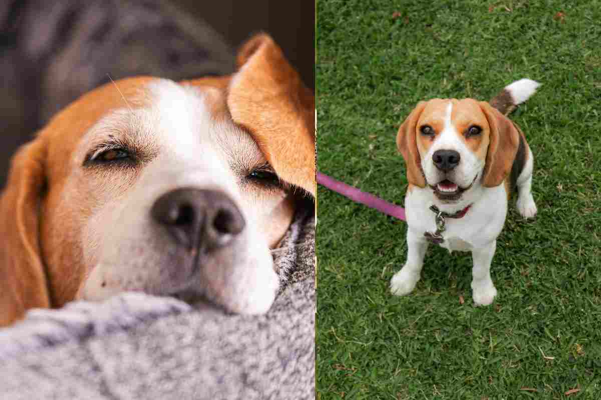 beagle