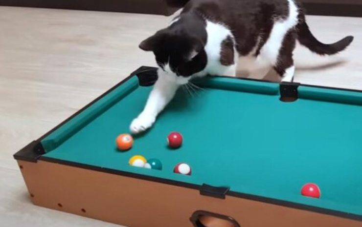 gattino asso biliardo