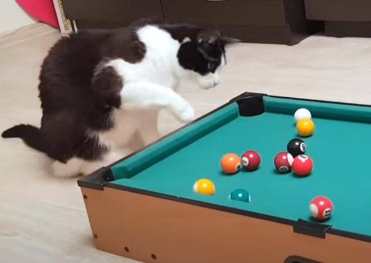 gattino asso biliardo