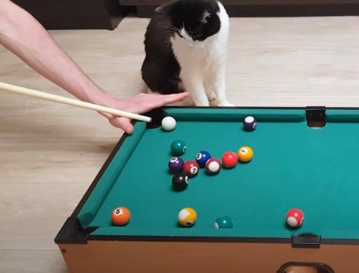 gattino asso biliardo 