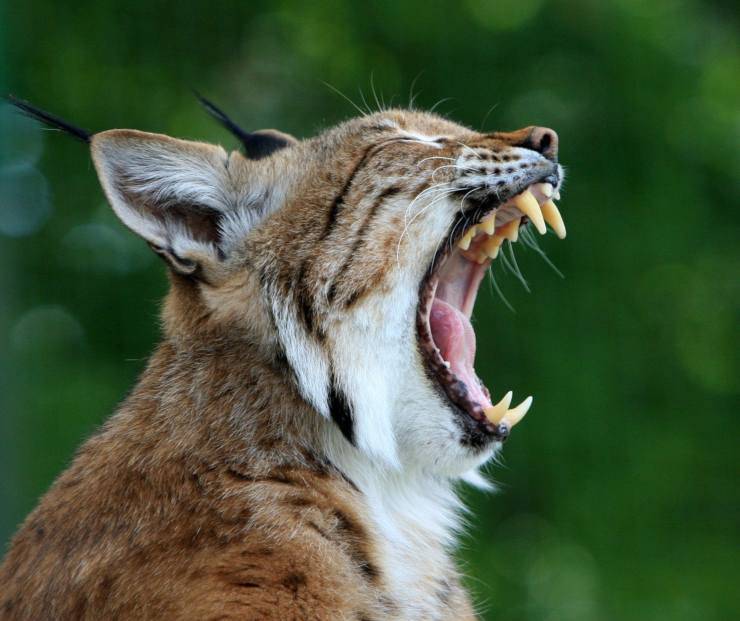 Il gatto singhiozza e vomita Il gatto singhiozza e vomita