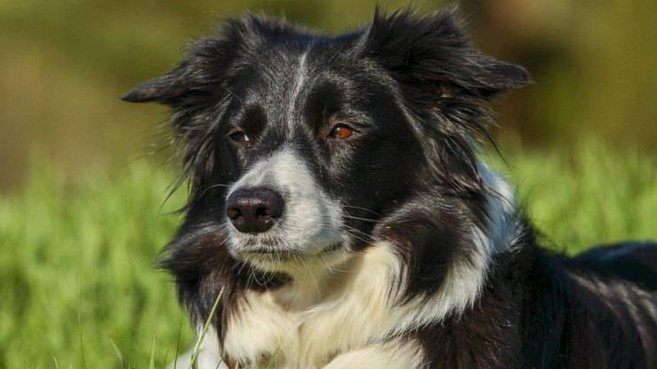 border collie