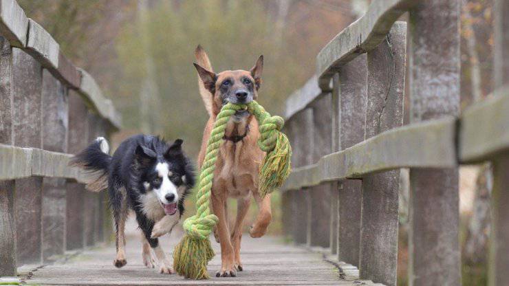 cani compatibili border collie razze diverse border collie razze compatibili cani