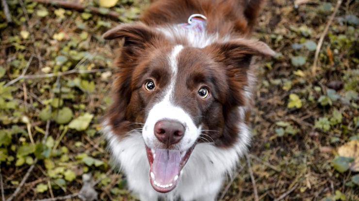border collie cane curiosità razza aneddoti storie origini