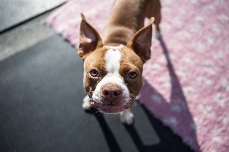Il cane e le sue paure